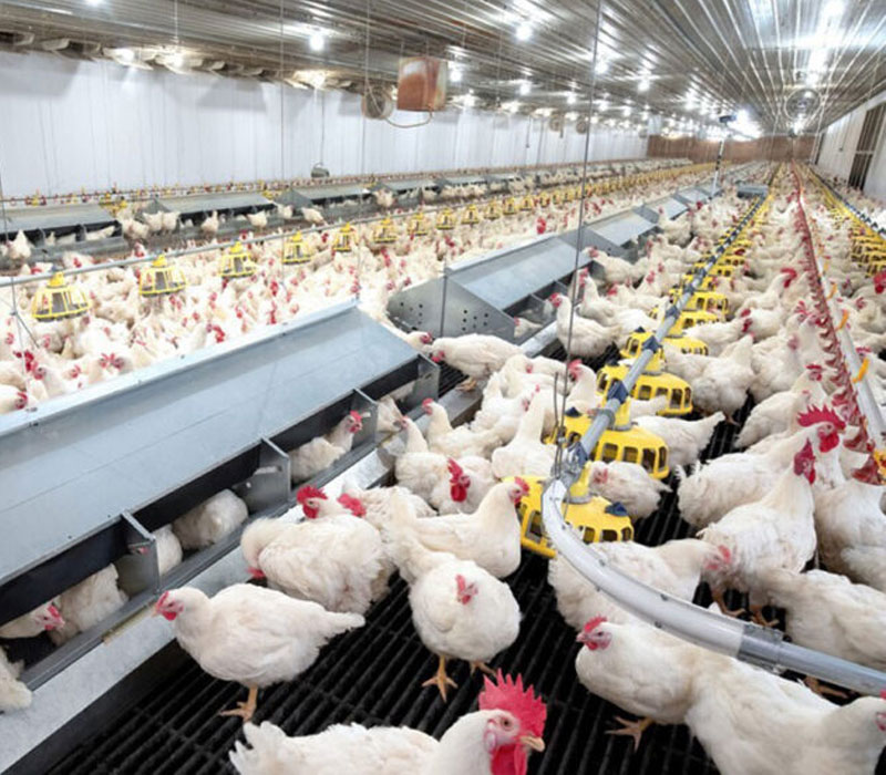 Poultry Feed Raw Materials