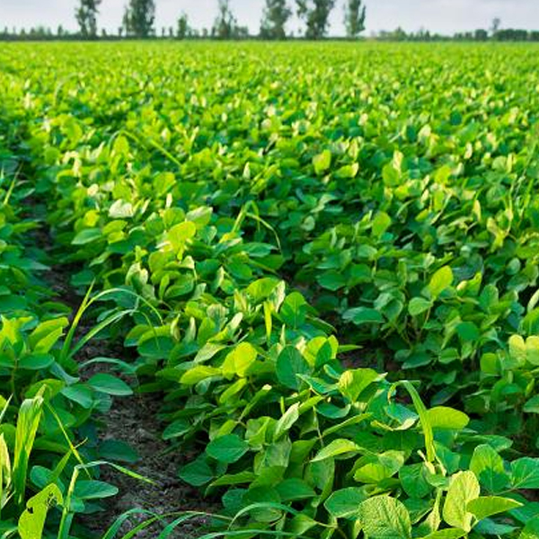 Soybean field