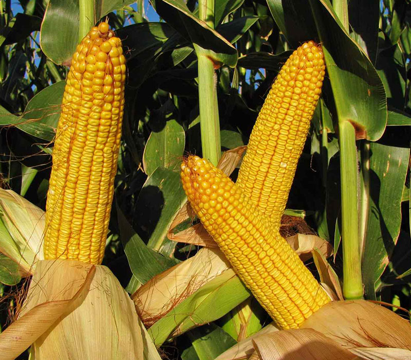 Maize